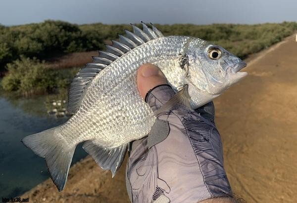 Ancanthopagrus20oconnorae_4097.cr_D.Bradley_KAUST copy.jpg