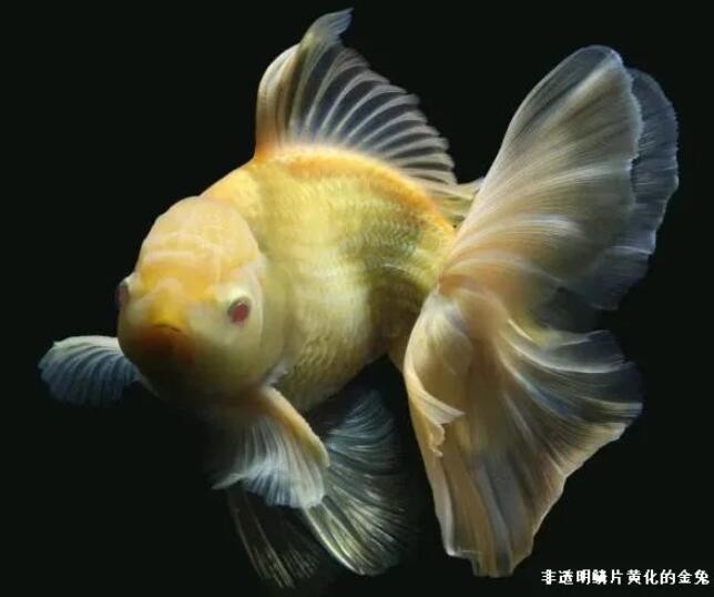 QQ鎴?浘20230116103917.jpg