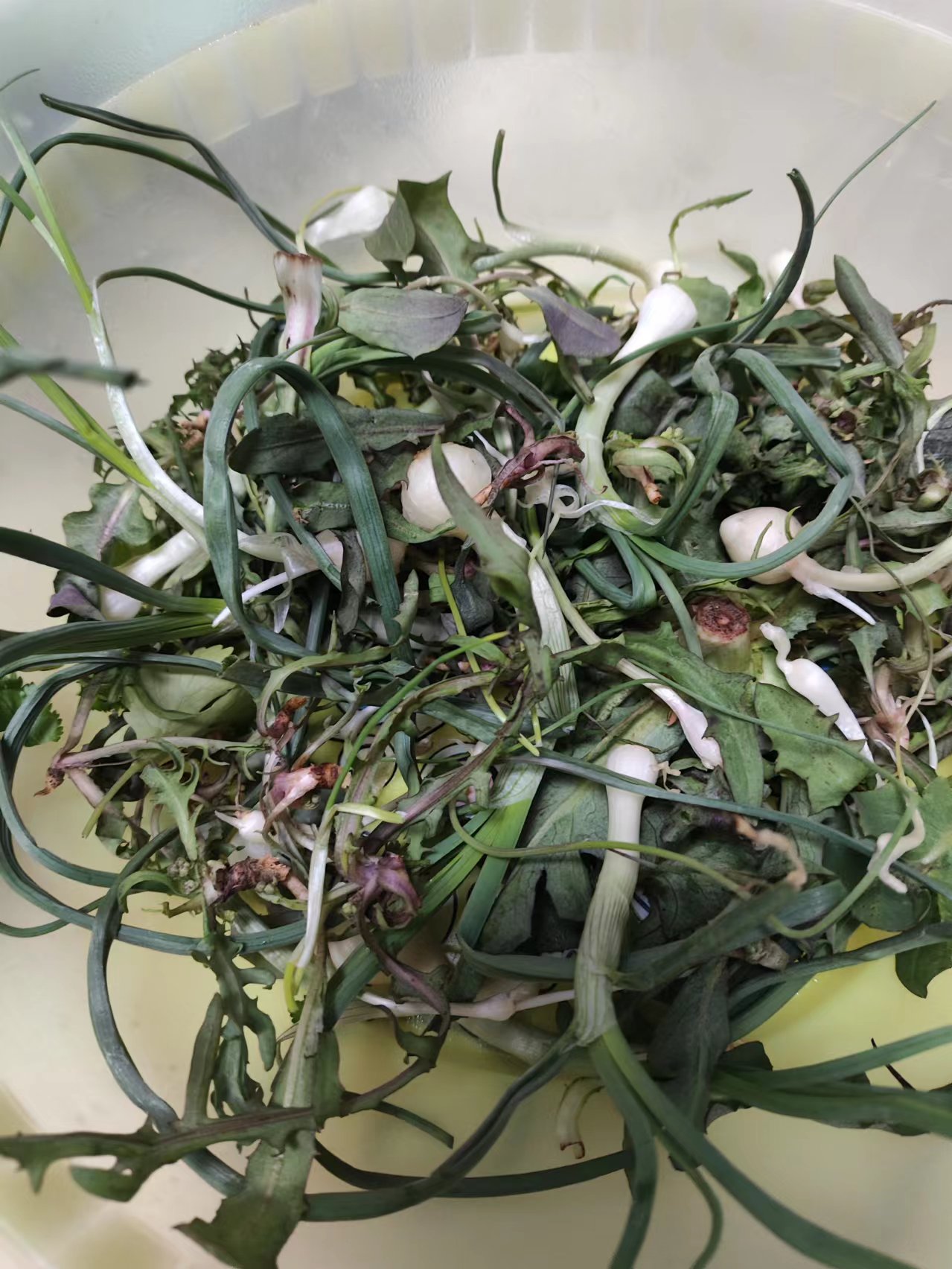 野菜.jpg