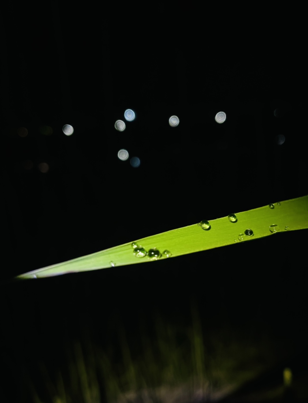 488D2133-94CC-4266-B0A0-359004485E3A.jpeg