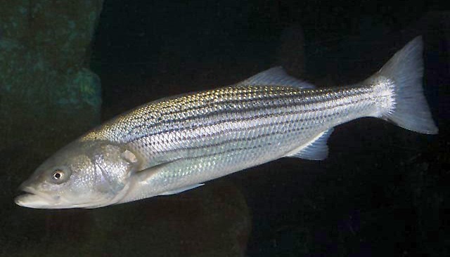 Morone_saxatilis_SI2.jpg