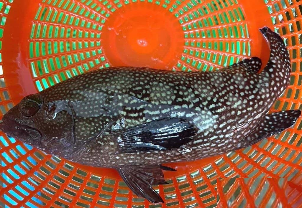 1114x768_wmky_0_C20240531000160.jpg