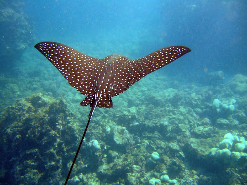Spotted_Eagle_Ray_Aetobatus_narinari2.jpg