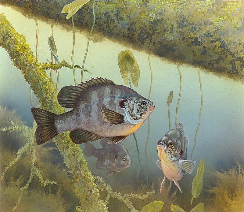 Redear_sunfish_FWS_1.jpg