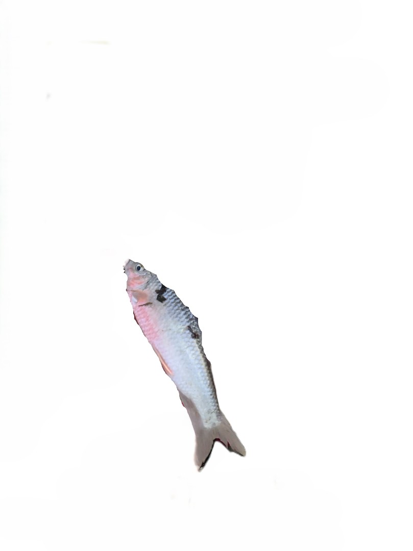 mmexport1720666005053122.jpg