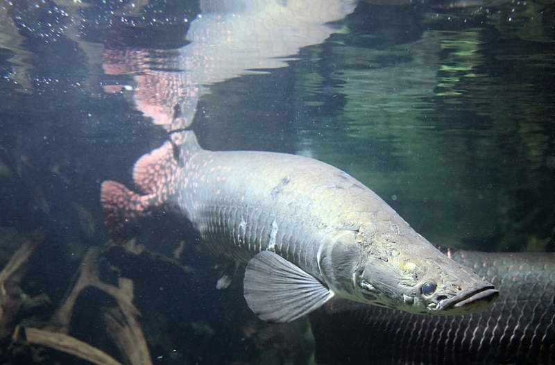 1280px-Arapaima_gigas_captivity.jpg